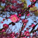 红梅花儿开