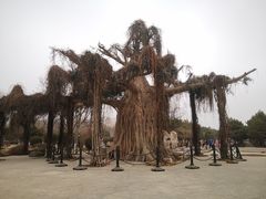 -石家庄市植物园