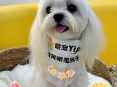 -翊宠yipet猫狗购宠庄园犬舍•猫舍