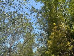 -桤木河湿地公园