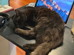 -猫小院猫主题咖啡厅(北锣店)