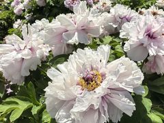-曹州百花园