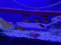 -太平洋海底世界