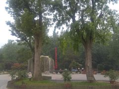 -合肥滨湖国家森林公园