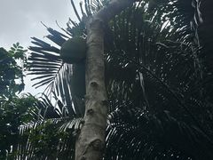 -呀诺达热带雨林