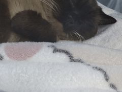 -宠颐生动物医院·心脏科·保险定点(锦阳分院)