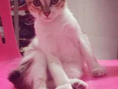 -创凡宠物医院·骨专科  猫科中心(西乡分院)