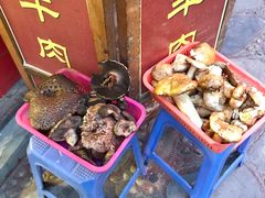 -乳仔牛牦牛汤锅 烤羊排(松潘古城店)