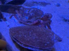 -瑞普利水族馆