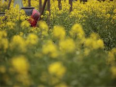 -田园东方蜜桃村的田野营地