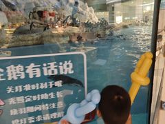 -帝企鹅自助餐厅•儿童岛•真企鹅(长隆企鹅酒店)