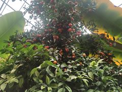 -呀路古热带植物园