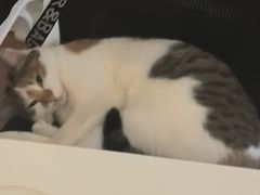 -宠颐生斯嘉宠物医院·急重症·心内科(谷阳北路分院)