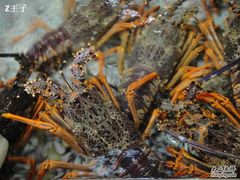 龙虾。555-渔民新村(番禺总店)