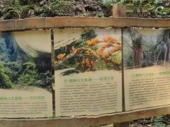-西双版纳原始森林公园