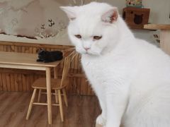 -猫的茶·猫咖