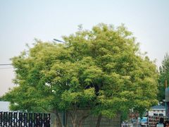 -北京西山国家森林公园