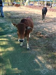 -阿菠萝小猪农场·萌宠乐园·亲子游·研学