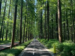 -黄海国家森林公园