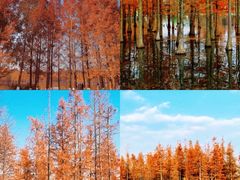 -白鹭湾湿地公园