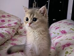 -飞行喵MR PILOT|猫舍·猫咖(静安大融城店)