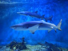 -太平洋海底世界