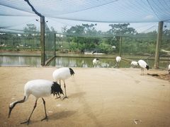 -盐城丹顶鹤湿地生态旅游区