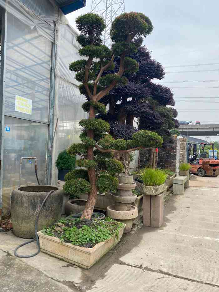 宁波花木世界-"装修临近尾声总觉得家里没有绿植少了些烟.