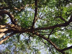 -瑞丽独树成林风景区