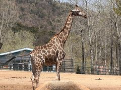 -大连森林动物园