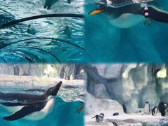 -珠海长隆海洋王国