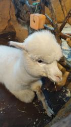 -奇幻萌宠部落(映月湖环宇城店)