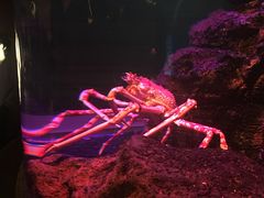 -暹罗海洋世界