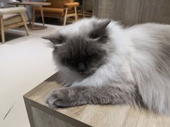 -藏猫猫咖啡主题馆(中央大道店)