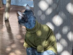 -MOCHA明星猫咖(田子坊店)