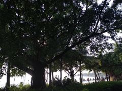 -深圳湾公园(南山区)
