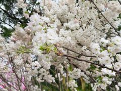-观澜湖生态运动公社