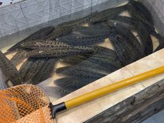 -风情丽江斑鱼火锅(孙家沟西南路80号店)
