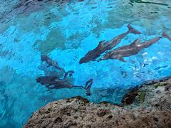 -珠海长隆海洋王国