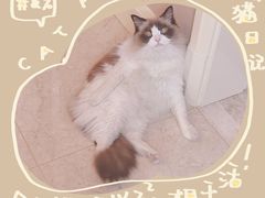 -BABIT巴比特宠物(MOMOPARK店)