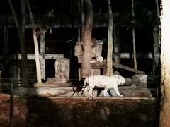 -清迈夜间动物园
