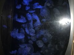 -悉尼海洋生物水族馆