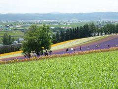 -富田农场