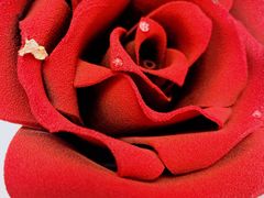 -玲婧胡同·生日蛋糕·餐厅(嘉里城店)