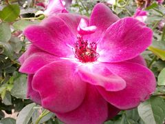 -人民公园(罗湖区)