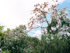 -顺峰山公园