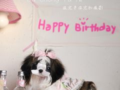 -读宠于你·约克夏比熊·睫角守宫·爬宠售卖(高新店)