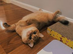 -东方名猫馆·英短金渐层布偶猫舍(环线广场1号楼店)