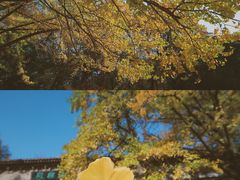 -灵谷景区