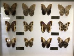 -上海昆虫博物馆